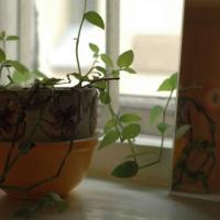 Hotelfotos Backpacker EcoHostel