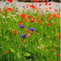 Hotel photos Aviator Sheremetyevo