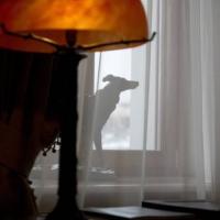 Hotelfotos Руссо Балт Отель