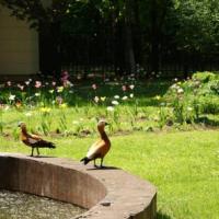 Hotelfotos Парк-Отель Шереметьевский