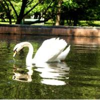 Фотографии отеля Парк-Отель Шереметьевский